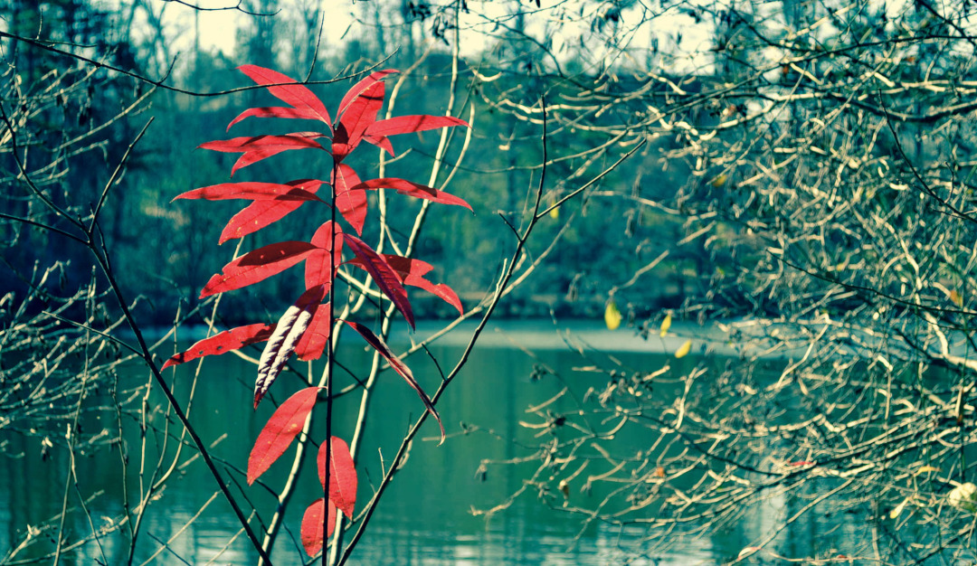Read leaves overlooking a green pond