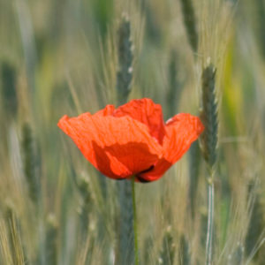 Flower In A Field