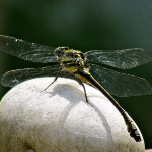 Dragon Fly on a rock